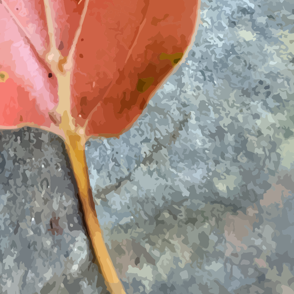 Abstract blushing leaf on stone - The Channon NSW Australia