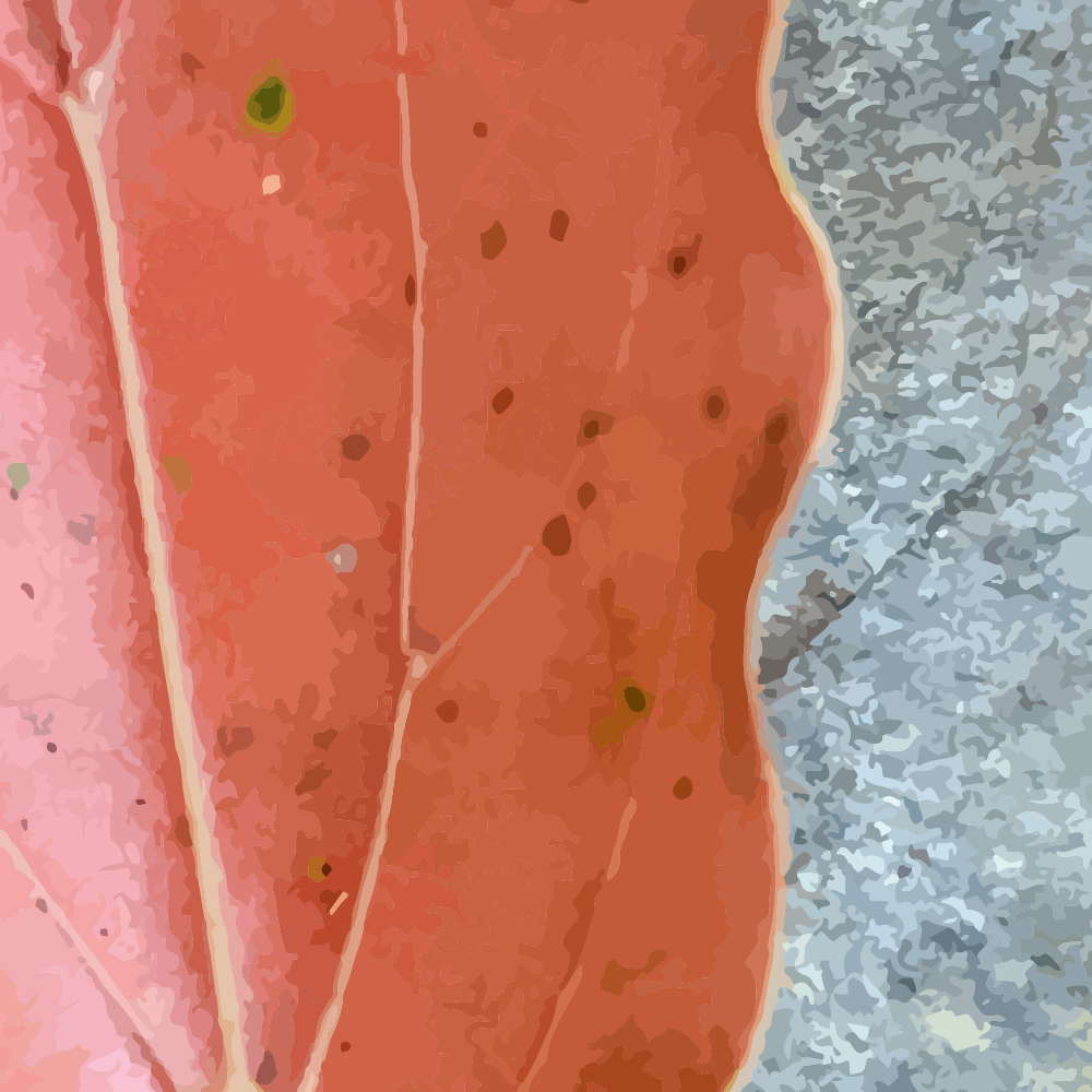 Abstract blushing leaf on stone - The Channon NSW Australia