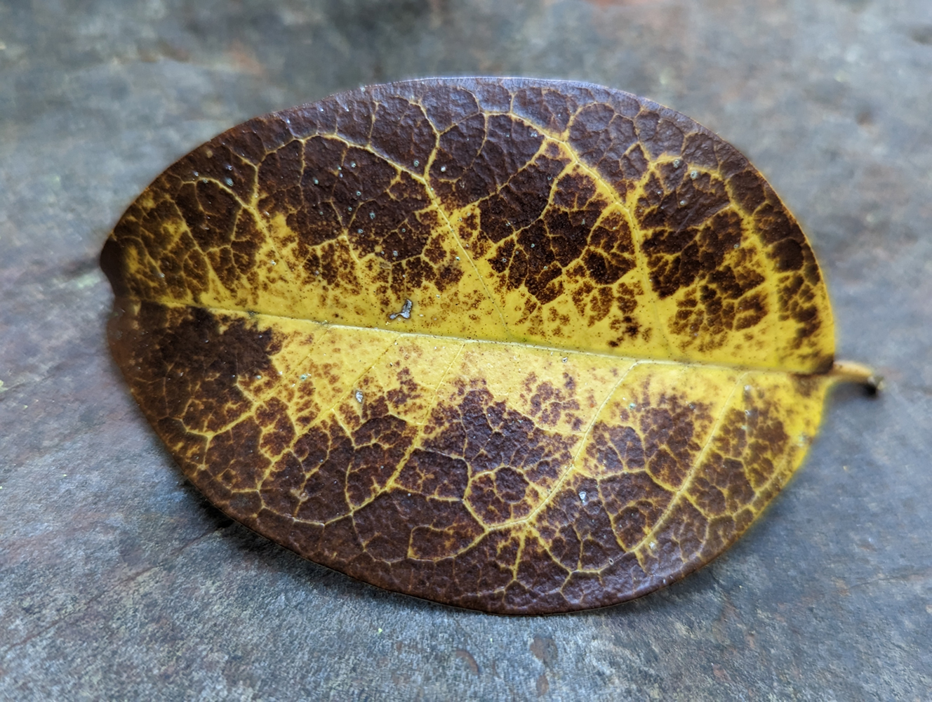 Fallen brown and yellow leaf on a river stone