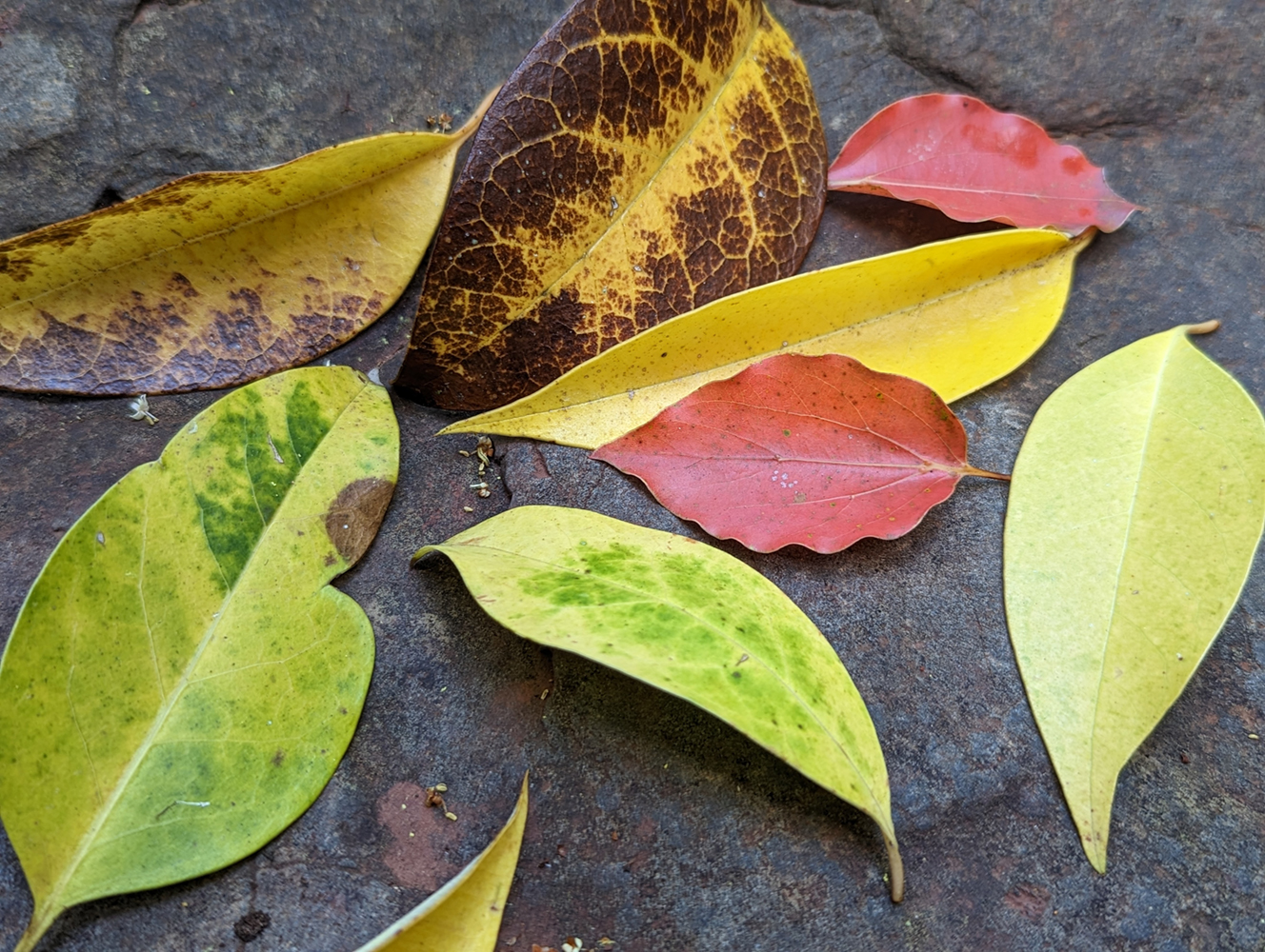 Colourful leaves on a river stone